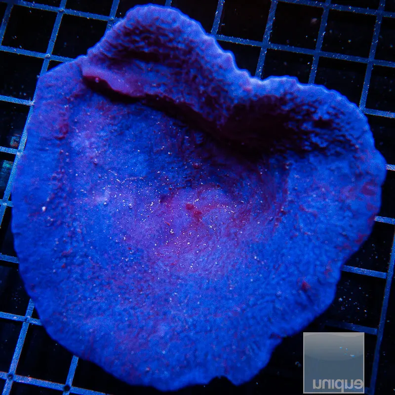 Unique Corals Plating Blue Sponge- 3/4-1 Stock Frag