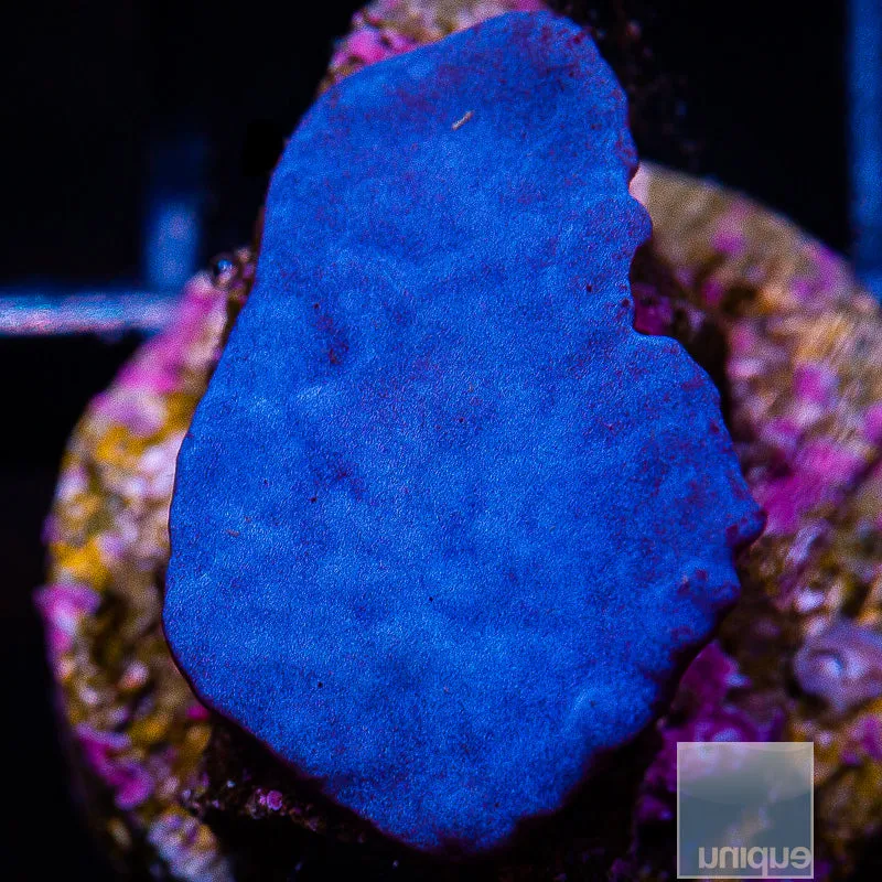 Unique Corals Plating Blue Sponge- 3/4-1 Stock Frag